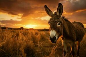 pittoreske ezel veld- zonsondergang. genereren ai foto