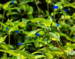 commelina communistisch, Aziatisch dagbloem, commelinaceae. wild fabriek schot in zomer. foto