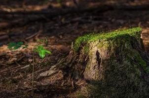 een jonge boom die oprijst in het bos naast een oude dennenboom met mos erop foto
