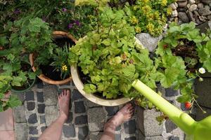frambozenstruik, aalbesplant en andere bessenstruiken in de keramieken potten op het tuinterras. vrouw blootsvoets op de stenen trap. foto