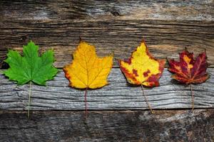 vier herfst gekleurde bladeren op houten achtergrond close-up foto