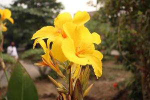 geel gekleurde mooie bloem op tuin foto