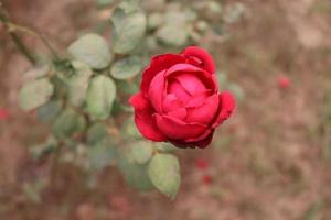 rood gekleurde roos close-up op boom foto