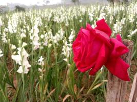 rood gekleurde roos close-up in firma foto