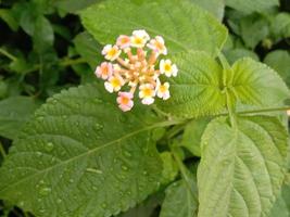 mooie geel gekleurde bloem met blad foto