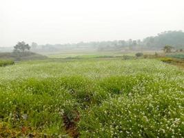 korianderbloem en gewas op stevig foto