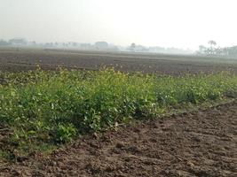 geel gekleurde mosterdbloem stevig foto