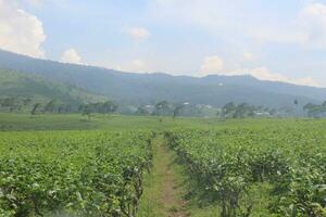 dichtbij omhoog schot van thee plantage met berg visie achter foto