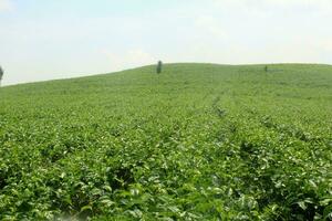 een visie van de thee plantage met een helder gekleurde lucht foto