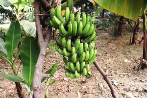 gezonde rauwe bananenbos op boom foto