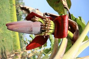 bananenbloem met boom op stevig foto