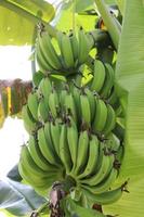 gezonde rauwe bananenbos op boom foto