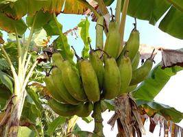 gezonde rauwe bananenbos op boom foto