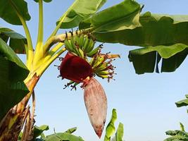 bananenbloem met boom op stevig foto