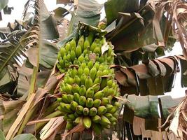 gezonde rauwe bananenbos op boom foto