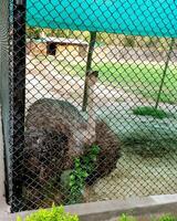 een nieuwsgierig struisvogel in een ijzer kooi Bij dierentuin in geluk nu Indië foto