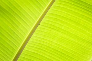 groene bananenblad tropische palm gebladerte textuur achtergrond. foto