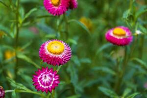 strobloem van kleurrijk mooi op groen grasaard in een lentetuin. foto