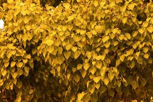 gouden geel blad pho blad achtergrond in de Woud bo boom is een blad vertegenwoordigen Boeddhisme in Thailand. foto