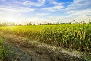 prachtige groene cornfield met zonsondergang hemelachtergrond. foto