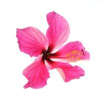 roze hibiscus geïsoleerd Aan wit achtergrond foto