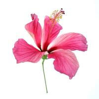 roze hibiscus geïsoleerd Aan wit achtergrond foto