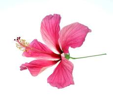 roze hibiscus geïsoleerd Aan wit achtergrond foto