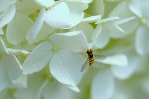 een zweven vlieg Aan een wit dweil hoofd hortensia foto