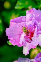 tweekleurig gestreept zweet bij Aan een roze hibiscus bloem foto