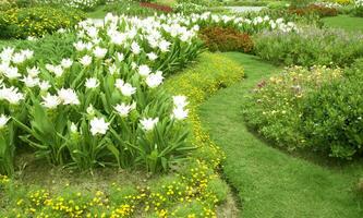 mooi natuurlijk bloem tuin foto