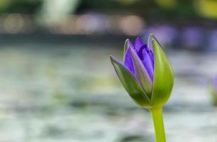 paarse lotus k voor de achtergrond bokeh foto