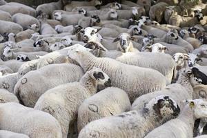 kudde schapen op de boerderij