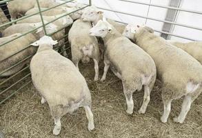 Spaanse schapen op de boerderij foto