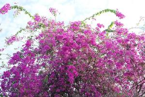 roze bougainvilleabloem die met blauwe hemelachtergrond bloeien foto