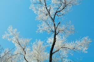 bevroren boom met wit vorst Aan de takken Aan een blauw lucht achtergrond. winter foto