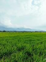 rijst- velden met bergen en Doorzichtig lucht in de achtergrond foto