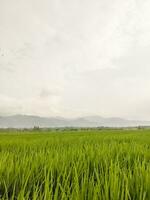 rijst- velden met bergen en Doorzichtig lucht in de achtergrond foto