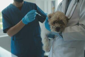 dierenarts onderzoeken hond en kat. puppy en katje Bij dierenarts dokter. dier kliniek. huisdier controleren omhoog en vaccinatie. Gezondheid zorg. foto