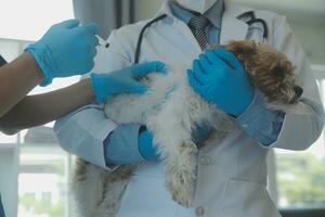 dierenarts onderzoeken hond en kat. puppy en katje Bij dierenarts dokter. dier kliniek. huisdier controleren omhoog en vaccinatie. Gezondheid zorg. foto