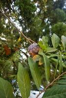 srikaya fruit dat blijft hangen Aan een boom foto