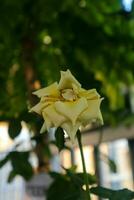 klein geel roos in de tuin foto