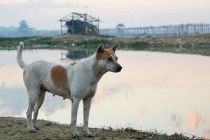 een witte hond met een bruine vlek aan het hoofd en lichaam die 's ochtends aan de oever van het meer staat met een u-bein-brugachtergrond foto