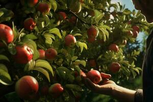 boer oogsten appels in boomgaard Aan zonnig dag. mannetje tuinman plukken appels in boomgaard. ai gegenereerd pro foto