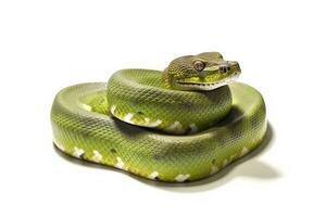 groen slang geïsoleerd Aan wit achtergrond.generatief ai. foto