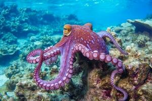 rood Octopus Aan koraal rif in de zee.generatief ai. foto