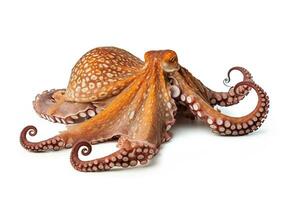 Octopus geïsoleerd Aan wit achtergrond.generatief ai. foto