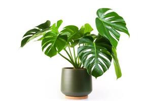 monstera geïsoleerd Aan wit achtergrond.generatief ai. foto