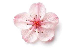 roze sakura Aan wit achtergrond.generatief ai. foto