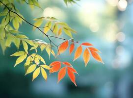 herfstbladeren op blauwe hemelachtergrond foto