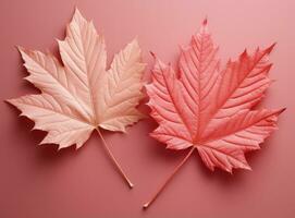 roze kleurrijk herfst bladeren foto